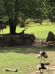 Tragelaphus imberbis