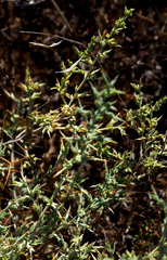 Noaea mucronata
