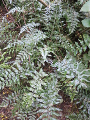 Asplenium lyallii