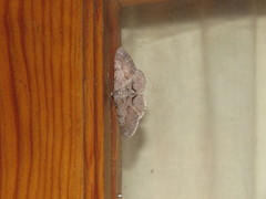 Iridopsis vellivolata