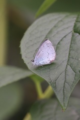 Celastrina argiolus