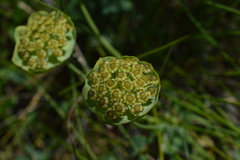 Bupleurum stellatum