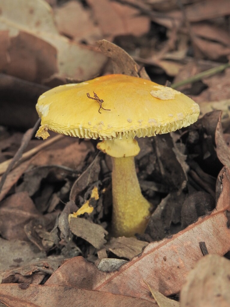 Amanita flavella · April 2025 · photo: © scottwgavins (iNaturalist, cc-by)