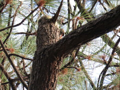 Lepidocolaptes leucogaster