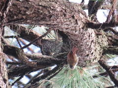 Lepidocolaptes leucogaster