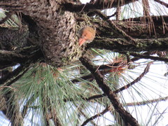 Lepidocolaptes leucogaster