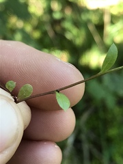 Astranthium integrifolium