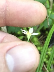 Astranthium integrifolium