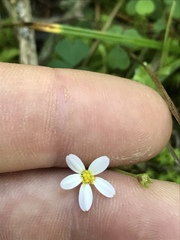 Astranthium integrifolium