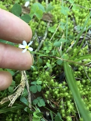 Astranthium integrifolium