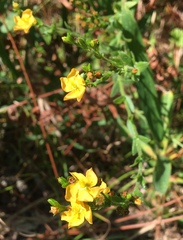 Hypericum setosum