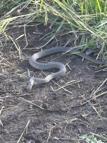 Eastern Brown Snake sighting
