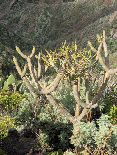 Kleinia neriifolia (Kleinia neriifolia)