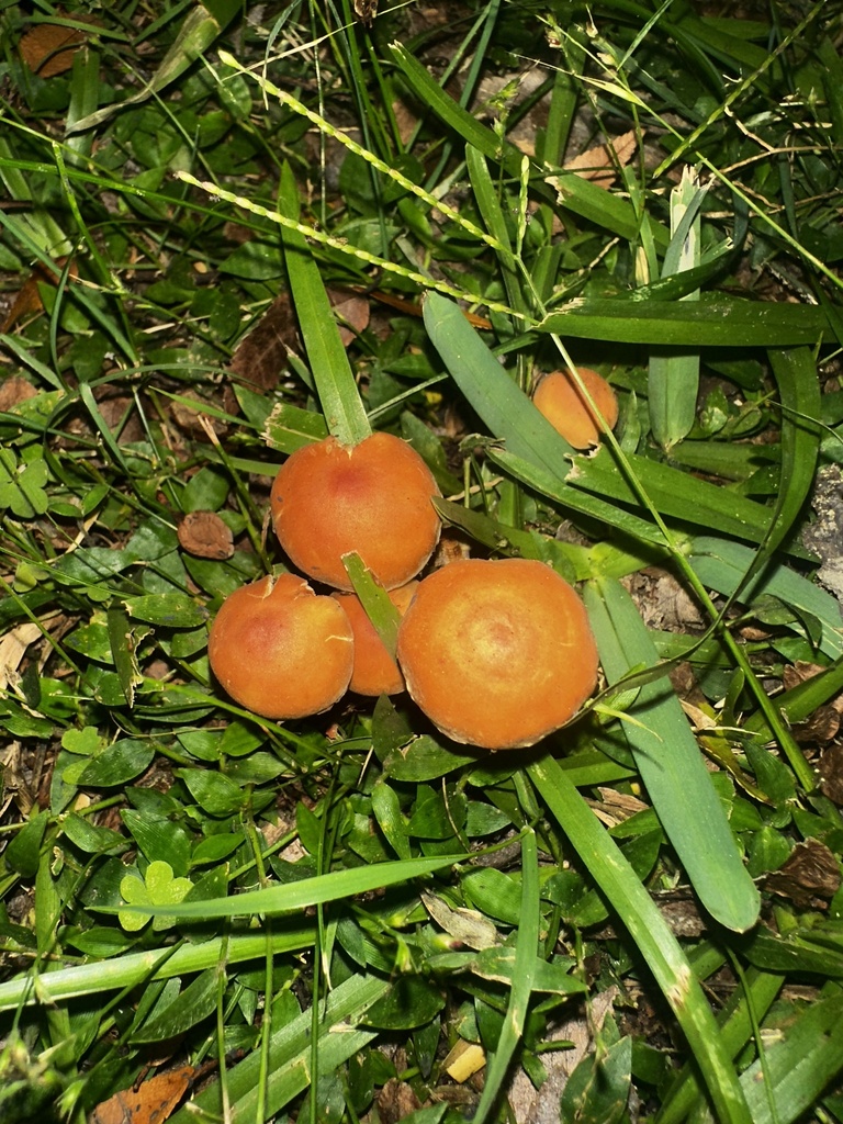 Leratiomyces ceres · April 2025 · photo: © lukas74 (iNaturalist, cc-by)