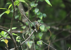 Picumnus innominatus