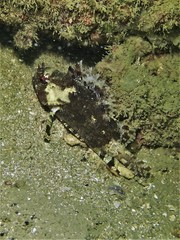 Centrogenys vaigiensis