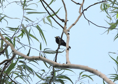 Machlolophus spilonotus