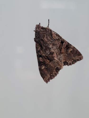 Mniotype usurpatrix