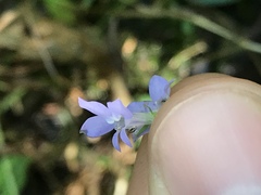 Lobelia gattingeri
