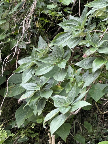 Maoutia observed 2025-04-03