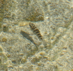 Cirrhitus rivulatus
