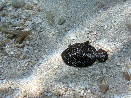 Flabby sole (Gymnachirus nudus) — Achiridae