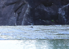 Enicurus schistaceus