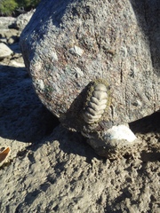 Acanthopleura