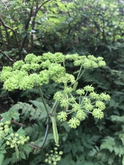 Angelica triquinata
