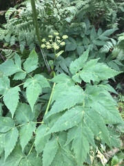 Angelica triquinata