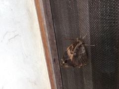 Opsiphanes tamarindi tamarindi