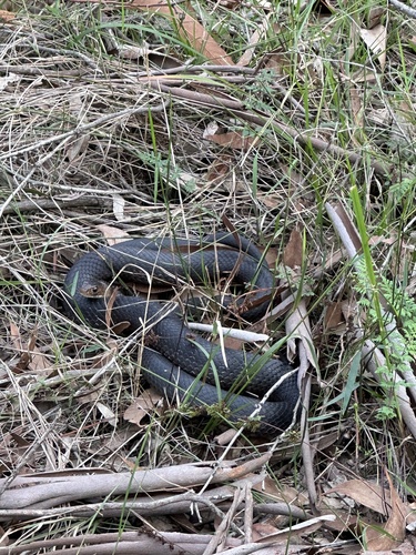 Eastern Brown Snake sighting