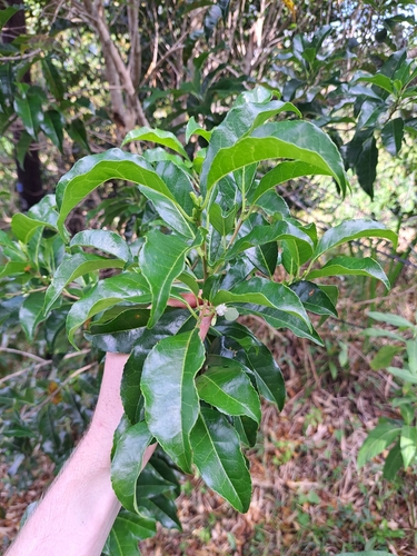broad-leaf sweetleaf (Symplocos latifolia)