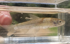 Hybognathus nuchalis