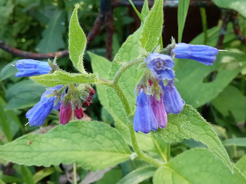 Rough Comfrey