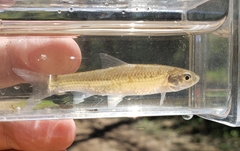 Hybognathus nuchalis