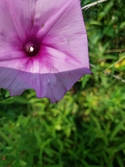 Ipomoea sagittata