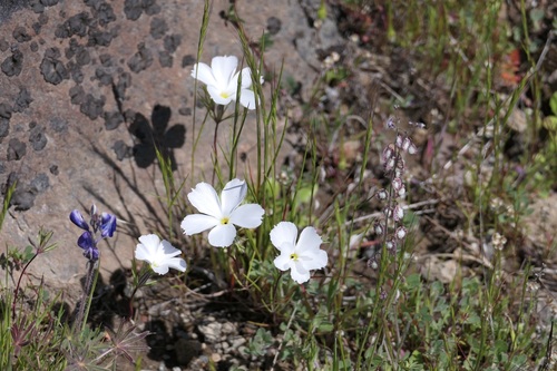 Image of Evening Snow (Linanthus dichotomus) by (c) John Hibbard, some rights reserved (CC BY)