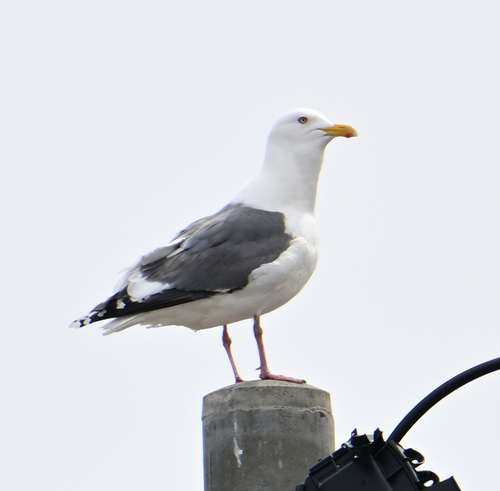 Slaty-backed Gull｜灰背鸥 参考照片