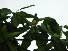 Myiozetetes cayanensis