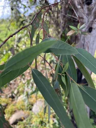 Avistamiento Eucalyptus camaldulensis