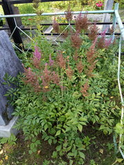 Astilbe × arendsii
