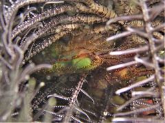 Synalpheus stimpsonii