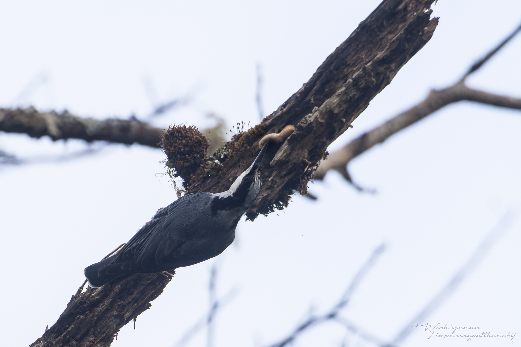 Giant Nuthatch