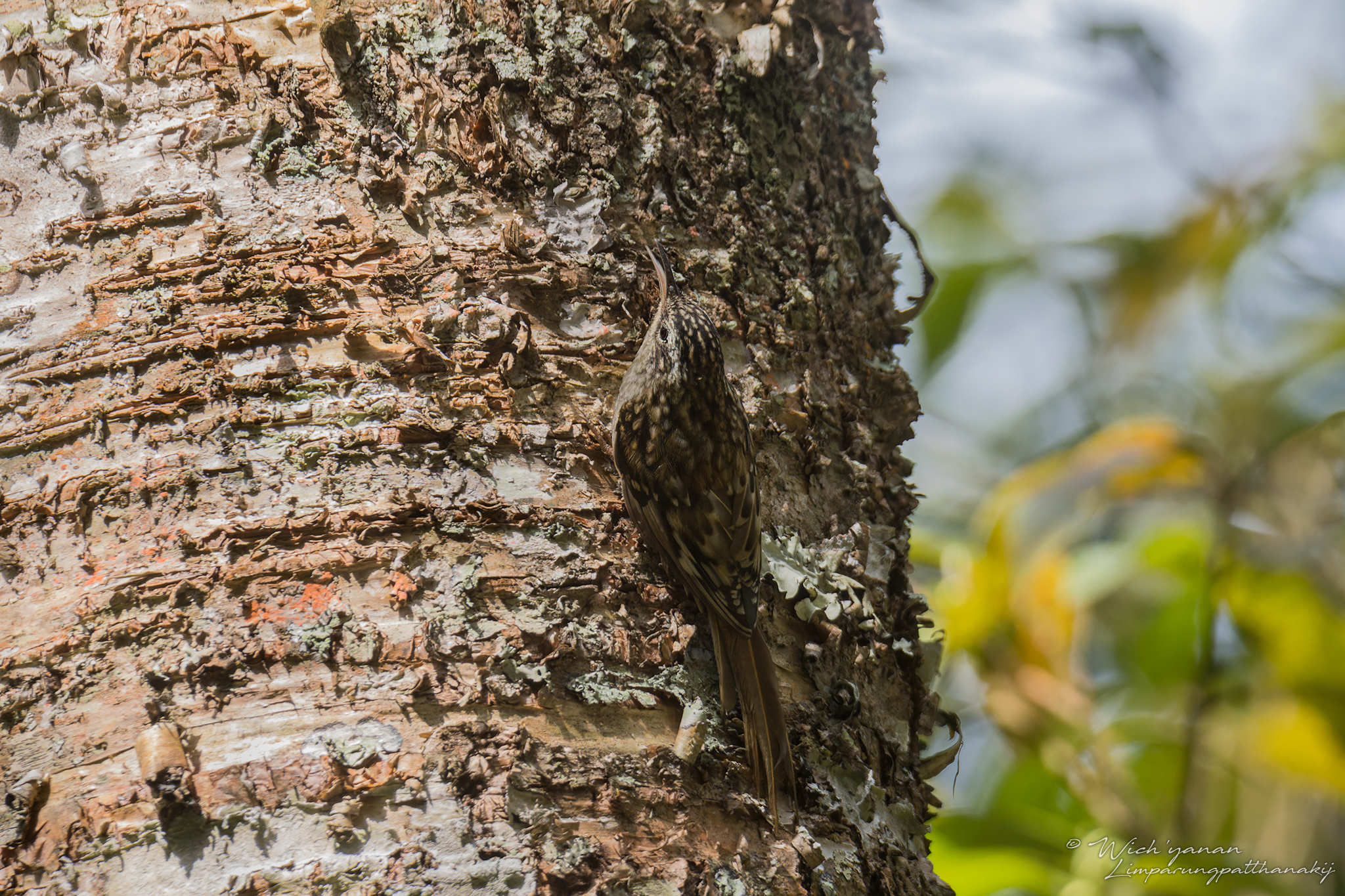 Hume's Treecreeper