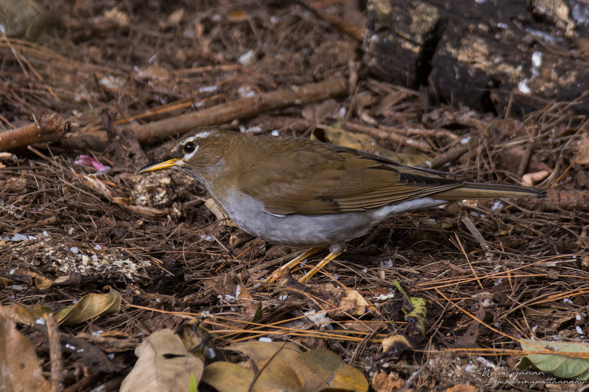 Grey-sided Thrush