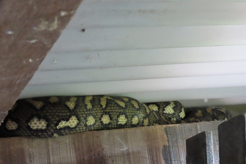 Coastal Carpet Python sighting