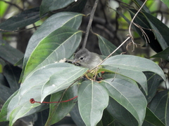 Camptostoma obsoletum