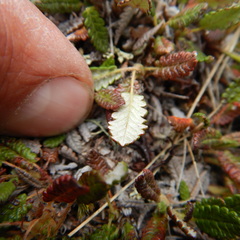 Dryas ajanensis