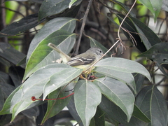 Camptostoma obsoletum